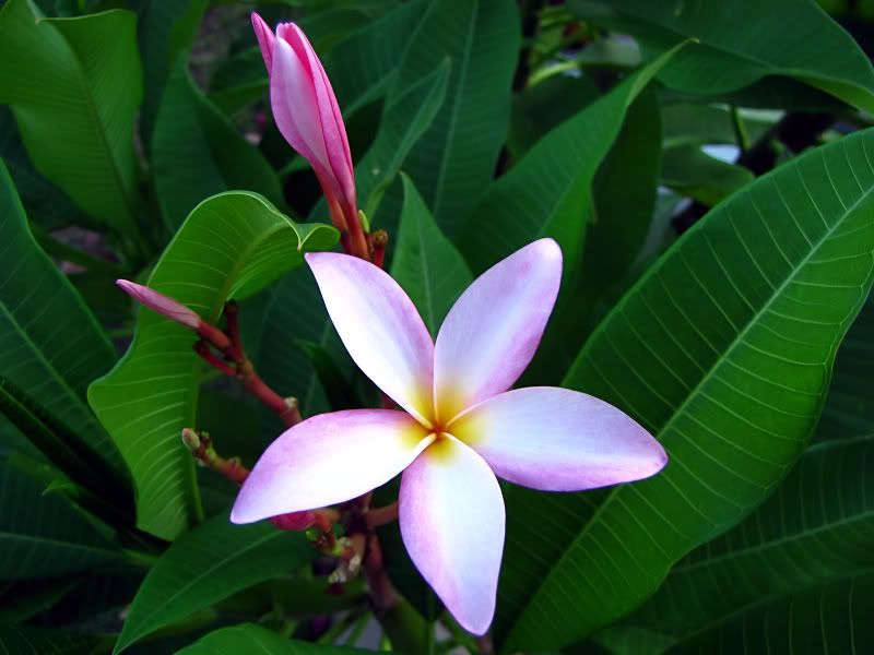 IMAGE: http://img.photobucket.com/albums/v679/Silverfox111/IMG_0019.jpg