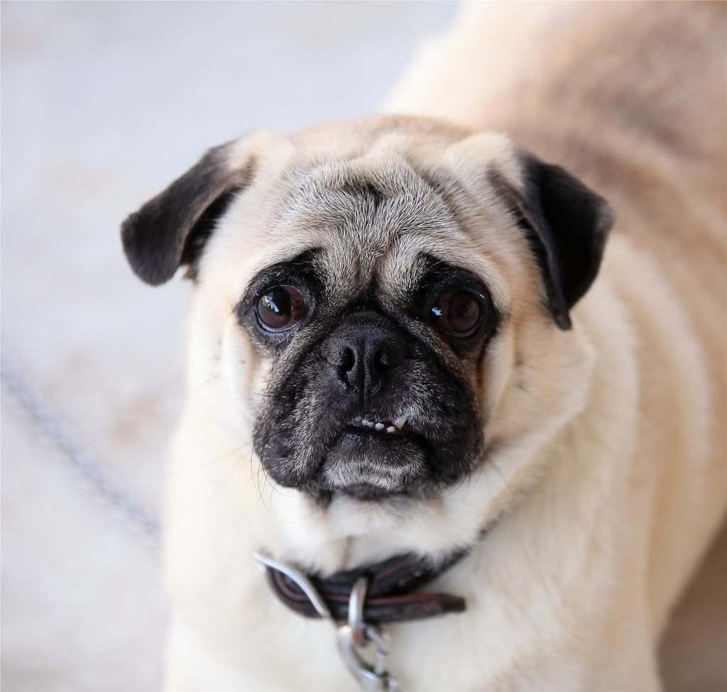 IMAGE: http://img.photobucket.com/albums/v679/Silverfox111/IMG_0590.jpg