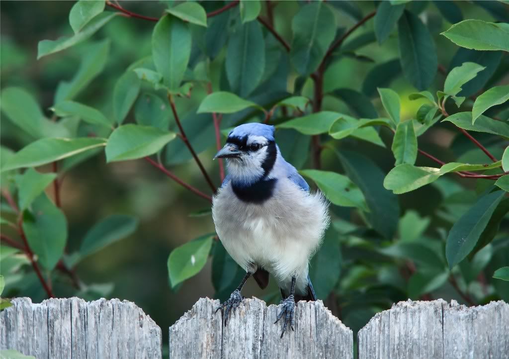 IMAGE: http://img.photobucket.com/albums/v679/Silverfox111/IMG_0734a.jpg