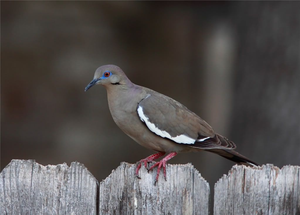 IMAGE: http://img.photobucket.com/albums/v679/Silverfox111/IMG_0737a.jpg