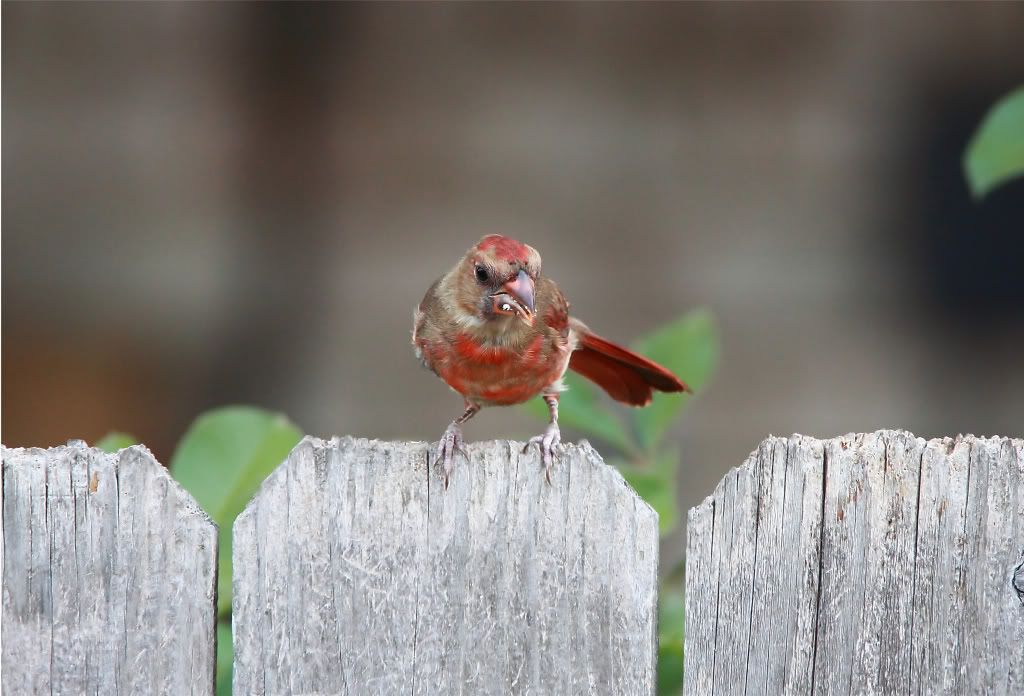 IMAGE: http://img.photobucket.com/albums/v679/Silverfox111/IMG_0741a.jpg