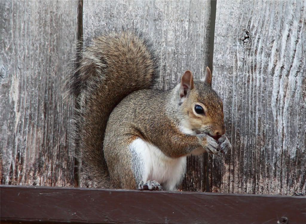 IMAGE: http://img.photobucket.com/albums/v679/Silverfox111/IMG_0747a.jpg