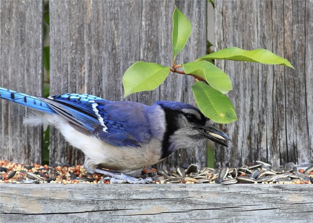 IMAGE: http://img.photobucket.com/albums/v679/Silverfox111/IMG_0892.jpg