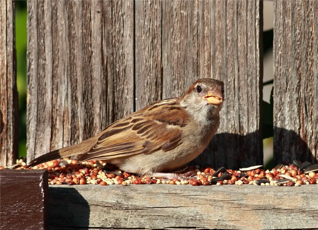 IMAGE: http://img.photobucket.com/albums/v679/Silverfox111/IMG_0913.jpg