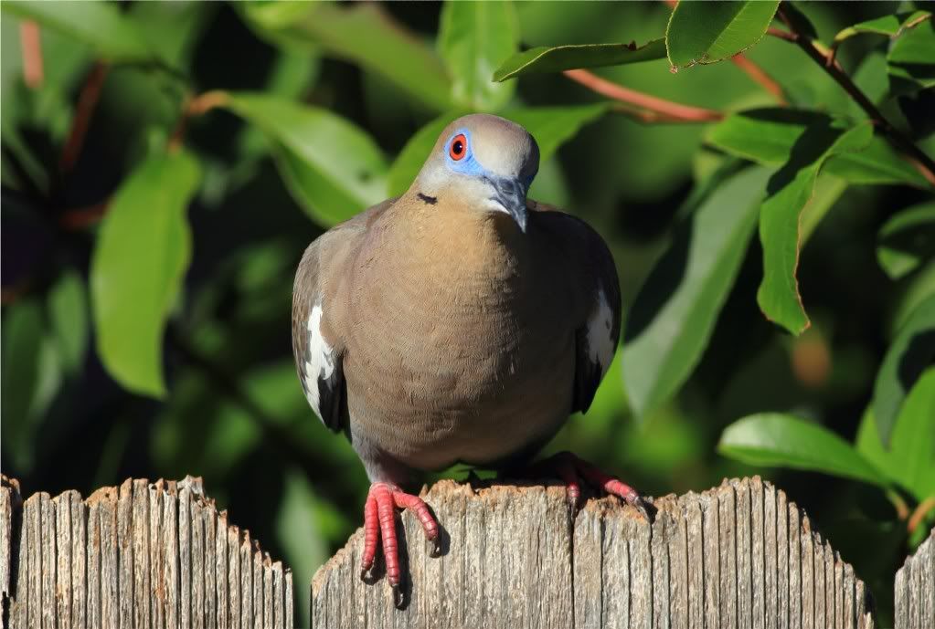 IMAGE: http://img.photobucket.com/albums/v679/Silverfox111/IMG_0928.jpg