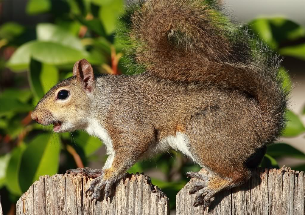 IMAGE: http://img.photobucket.com/albums/v679/Silverfox111/IMG_0933.jpg