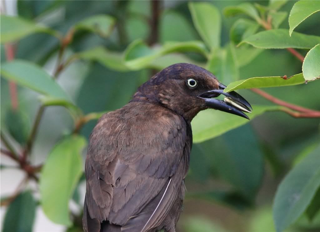 IMAGE: http://img.photobucket.com/albums/v679/Silverfox111/IMG_0941.jpg