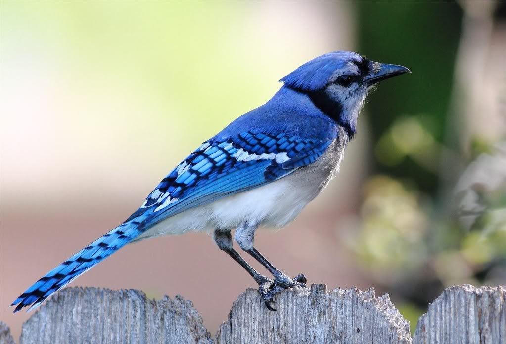 IMAGE: http://img.photobucket.com/albums/v679/Silverfox111/IMG_0981.jpg