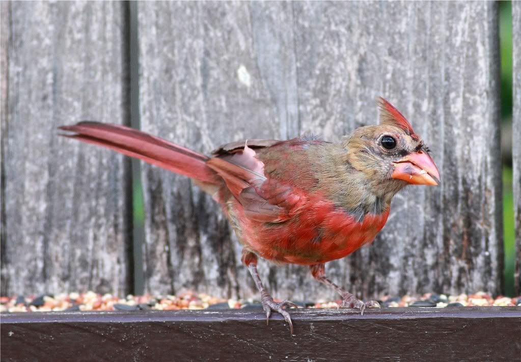 IMAGE: http://img.photobucket.com/albums/v679/Silverfox111/IMG_1053.jpg