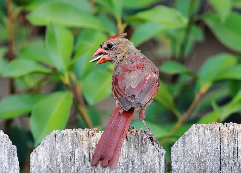 IMAGE: http://img.photobucket.com/albums/v679/Silverfox111/IMG_1062.jpg