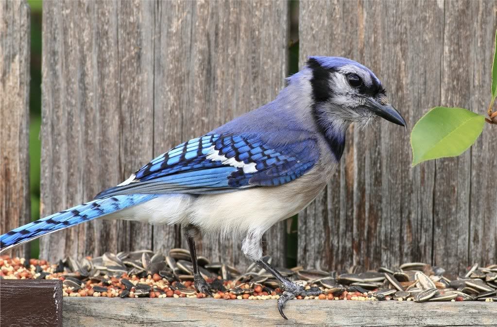 IMAGE: http://img.photobucket.com/albums/v679/Silverfox111/IMG_1069.jpg