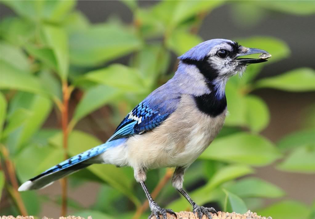 IMAGE: http://img.photobucket.com/albums/v679/Silverfox111/IMG_1071.jpg