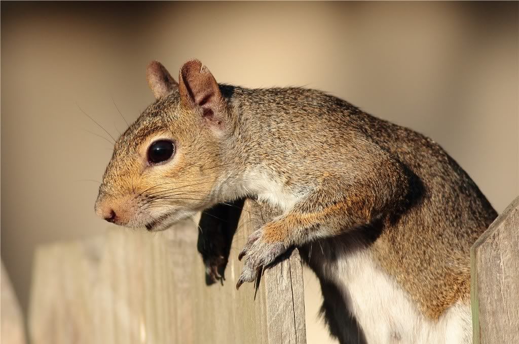 IMAGE: http://img.photobucket.com/albums/v679/Silverfox111/IMG_1130.jpg