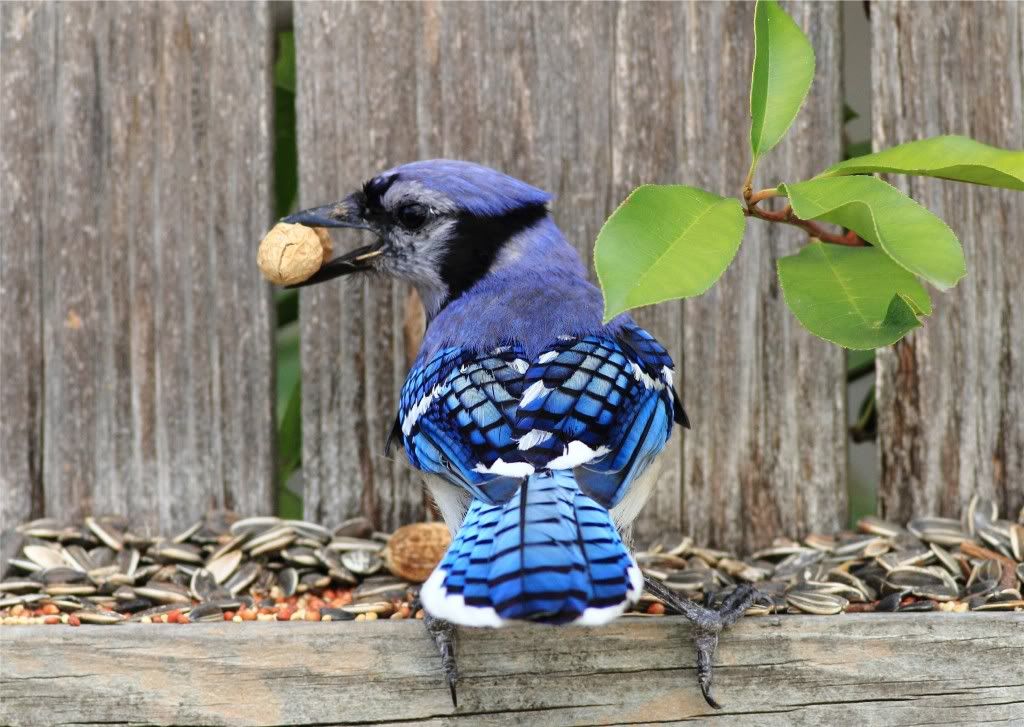 IMAGE: http://img.photobucket.com/albums/v679/Silverfox111/IMG_1145.jpg