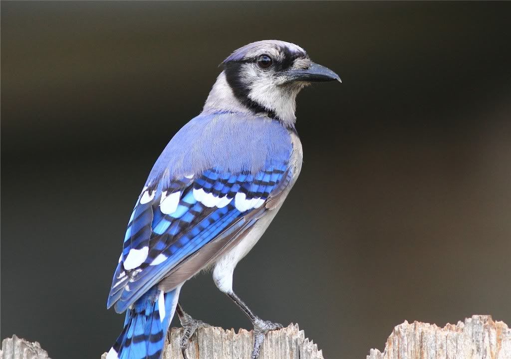 IMAGE: http://img.photobucket.com/albums/v679/Silverfox111/IMG_1264-1.jpg