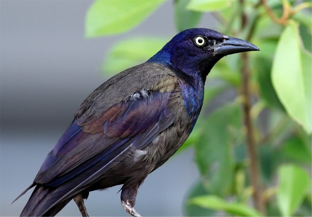 IMAGE: http://img.photobucket.com/albums/v679/Silverfox111/IMG_1279.jpg