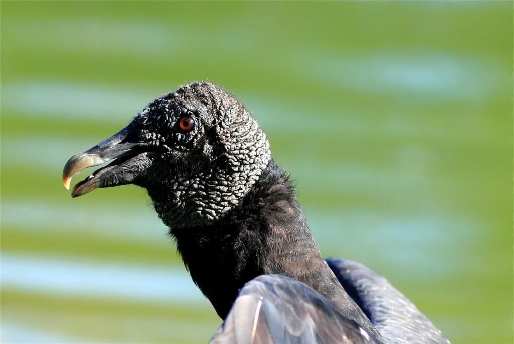 IMAGE: http://img.photobucket.com/albums/v679/Silverfox111/IMG_1356.jpg