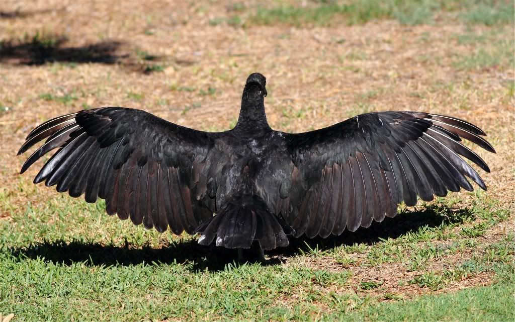 IMAGE: http://img.photobucket.com/albums/v679/Silverfox111/IMG_1361.jpg