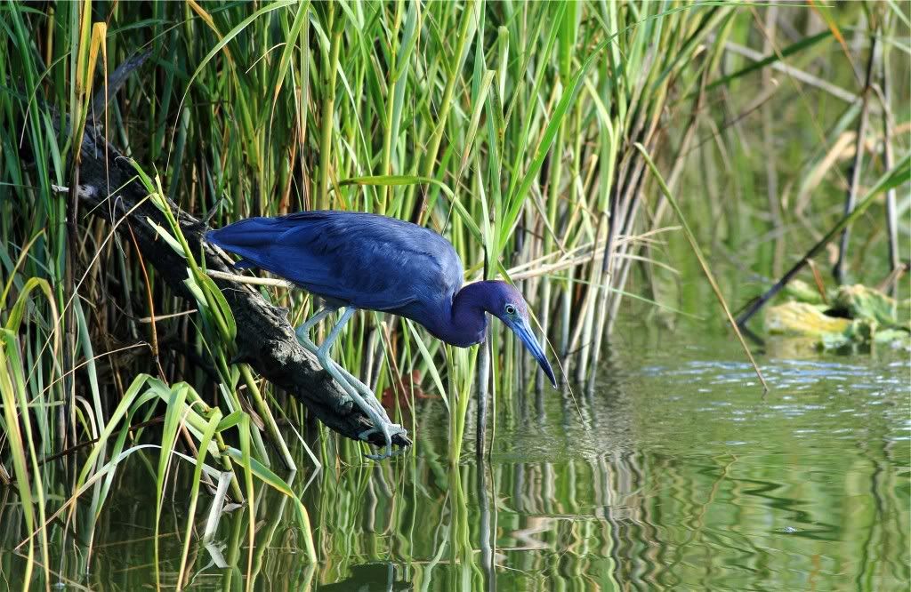 IMAGE: http://img.photobucket.com/albums/v679/Silverfox111/IMG_1374b.jpg