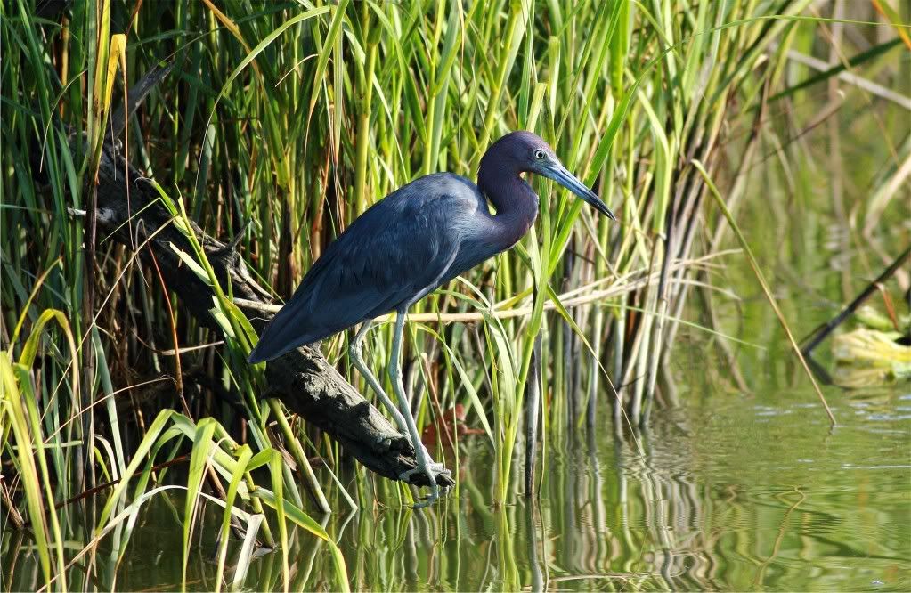 IMAGE: http://img.photobucket.com/albums/v679/Silverfox111/IMG_1375b.jpg