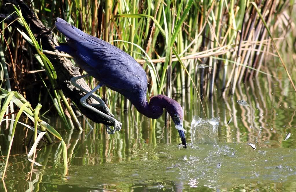 IMAGE: http://img.photobucket.com/albums/v679/Silverfox111/IMG_1390b.jpg