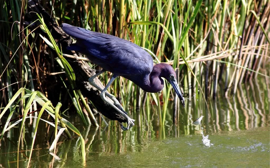 IMAGE: http://img.photobucket.com/albums/v679/Silverfox111/IMG_1391b.jpg