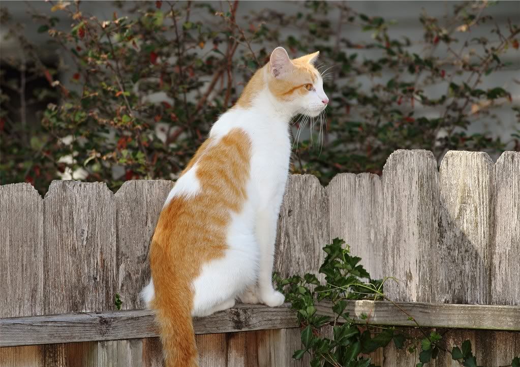 IMAGE: http://img.photobucket.com/albums/v679/Silverfox111/IMG_1550.jpg