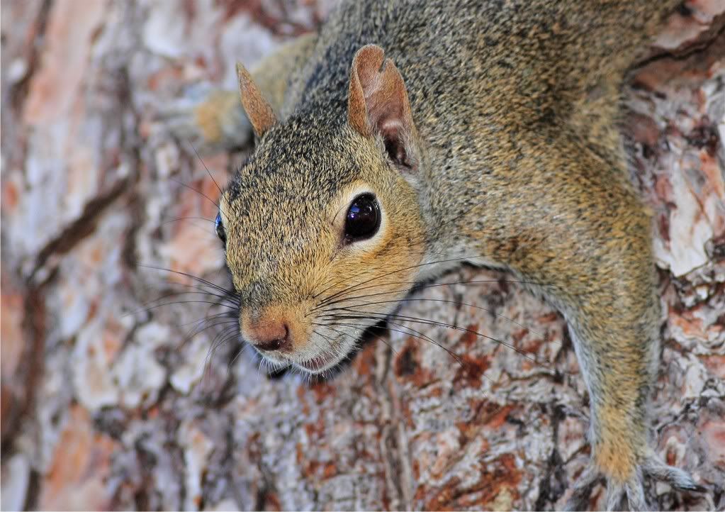 IMAGE: http://img.photobucket.com/albums/v679/Silverfox111/IMG_1569.jpg