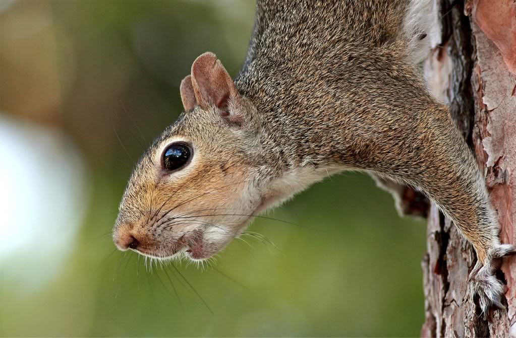 IMAGE: http://img.photobucket.com/albums/v679/Silverfox111/IMG_1572.jpg