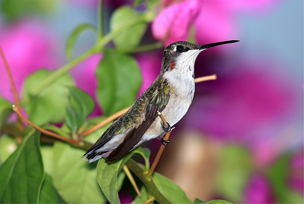 IMAGE: http://img.photobucket.com/albums/v679/Silverfox111/IMG_2028.jpg