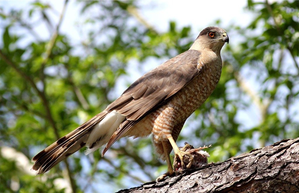 IMAGE: http://img.photobucket.com/albums/v679/Silverfox111/IMG_2737_zpshvowuvg4.jpg