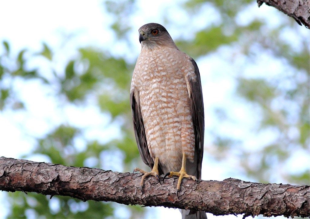 IMAGE: http://img.photobucket.com/albums/v679/Silverfox111/IMG_2741_zpsukxwd8mz.jpg