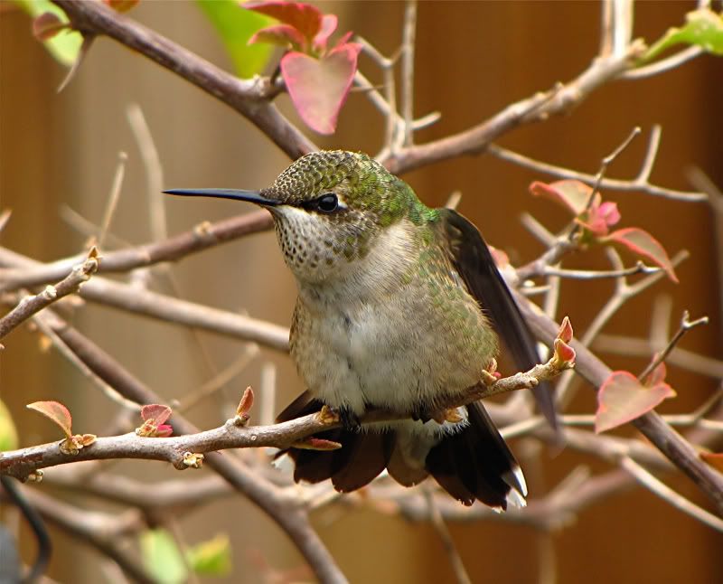 IMAGE: http://img.photobucket.com/albums/v679/Silverfox111/LHB2.jpg