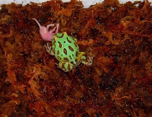 blue peppermint pacman