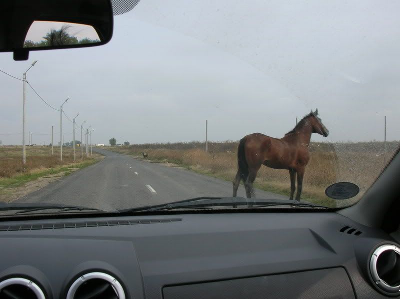 DSCN7277.jpg