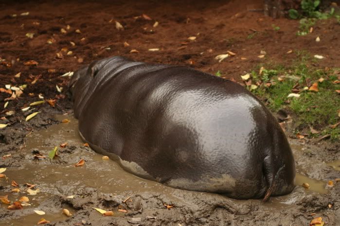 Hippo.jpg