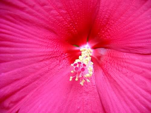 hibiscus