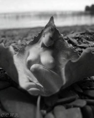 fallnap