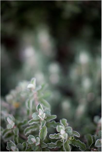 IMAGE: http://img.photobucket.com/albums/v680/ixoye/IMG_8432lrz.jpg