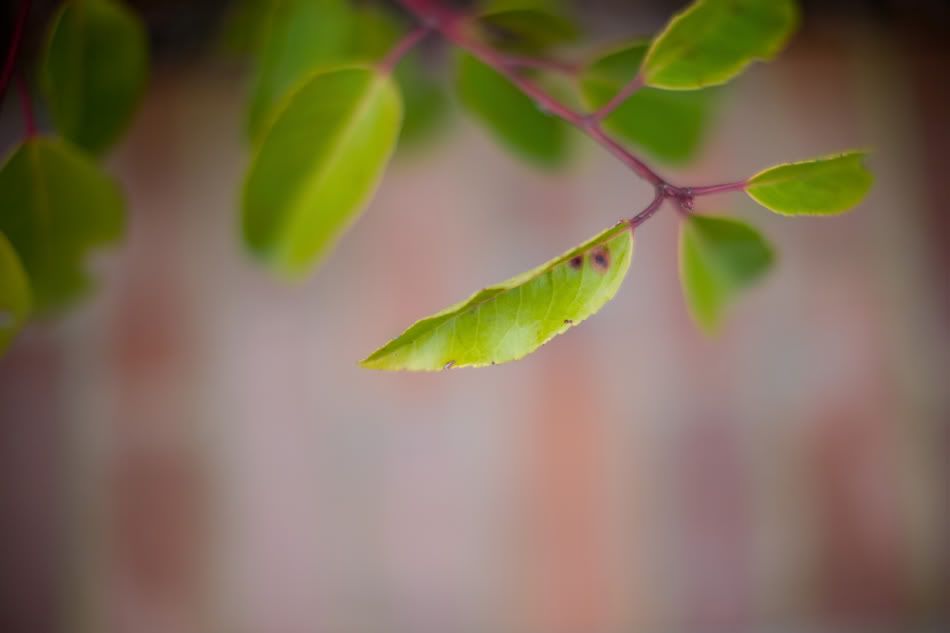 IMAGE: http://img.photobucket.com/albums/v680/ixoye/IMG_8451lrz.jpg