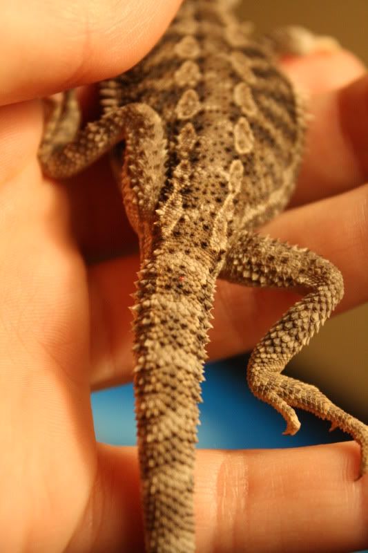 Bearded dragon mites 