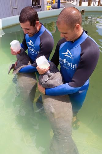 Seaworld Manatees