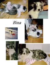 Bina.jpg