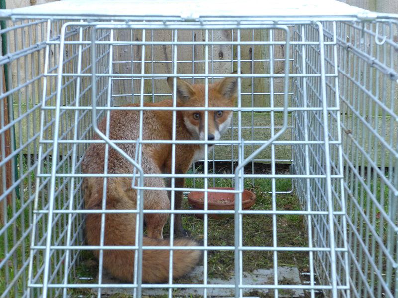 caged-fox01.jpg