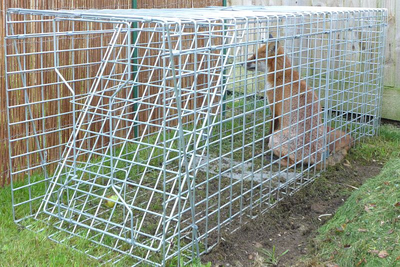 caged-fox02.jpg