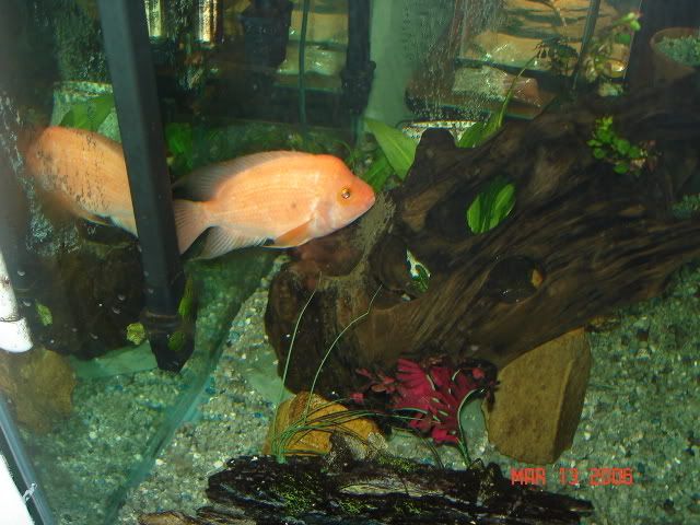 Bichir Eggs