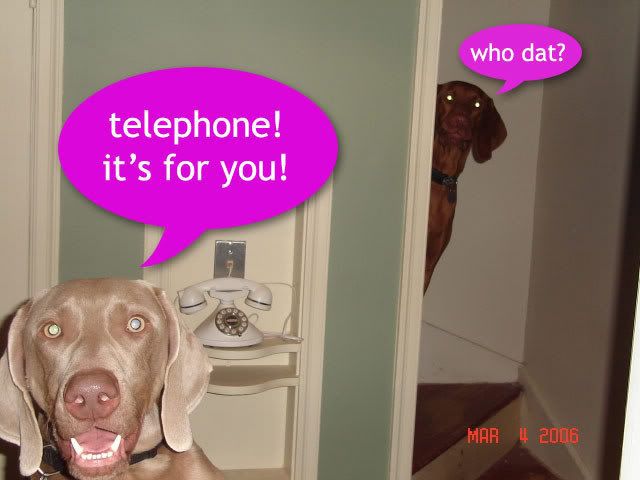 dogs1_thump.jpg
