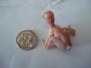 babies005.jpg