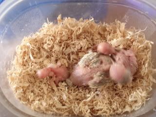 babies008.jpg