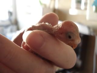 babies010.jpg